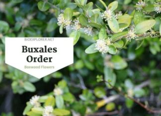 Order Buxales / Boxwood Flowers
