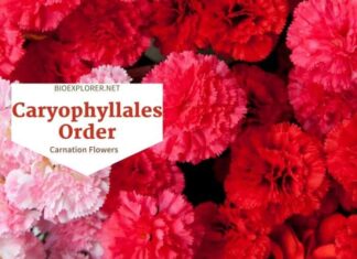 Order Caryophyllales / Pink and Carnation Flowers
