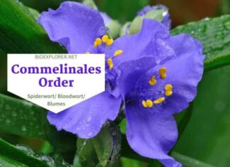 Order Commelinales / Spiderwort & Bloodwort Flowers