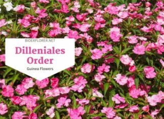 Order Dilleniales / Guinea Flowers