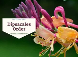 Order Dipsacales / Honeysuckle Flowers