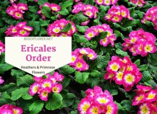 Order Ericales / Heathers and Primrose Flowers