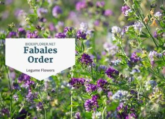 Order Fabales / Legume Flowering Plants