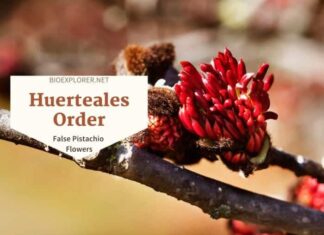 Order Huerteales / False Pistachio & Olomea Flowers