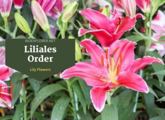 Order Liliales / Lily Flowers