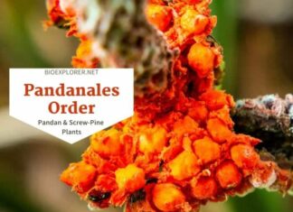 Order Pandanales / Pandan & Screw-Pine Plants