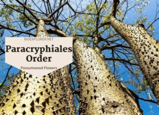 Order Paracryphiales / Possumwood & Tawheowheo Flowers