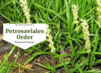 Order Petrosaviales / Petrosavia Flowers