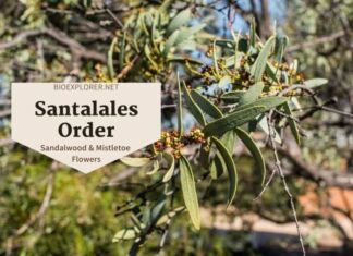 Order Santalales / Sandalwood & Mistletoe Flowers