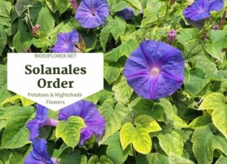 Order Solanales / Potatoes & Nightshade Flowers