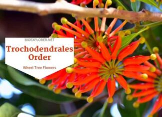 Order Trochodendrales / Wheel Tree Flowers