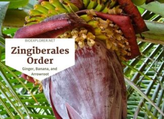 Order Zingiberales / Ginger, Orchidantha & Banana Plants