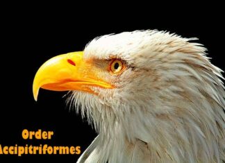 Order Accipitriformes / Diurnal Birds of Prey