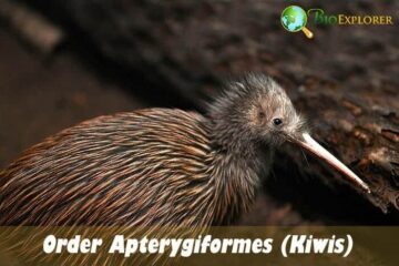 Order Apterygiformes / Kiwis and Extinct Birds