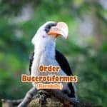 Order Bucerotiformes