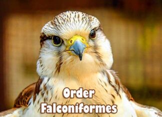 Order Falconiformes / Falcons