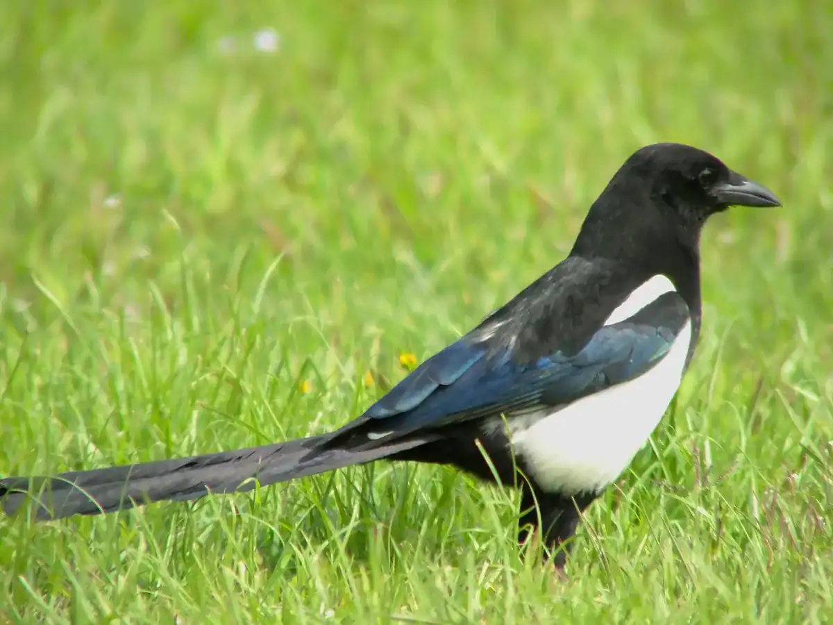 Oriental Magpie on grass with blue-glossed wings and a long tail