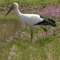 Oriental stork with white plumage, black wings and red skin around the eye standing in a paddy field in Japan