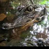 A live Congo dwarf crocodile, photographed by Marius Burger in 2014.