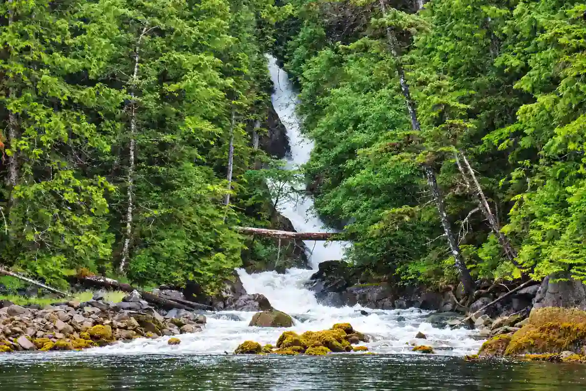 Waterfall running through dense coastal temperate rainforest into the sea at Hevenor Inlet on Pitt Island, British Columbia