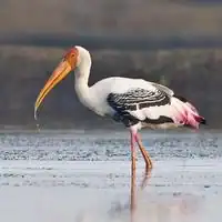 Painted stork with pink tertial feathers, black breast band and yellow bill wading in Thailand
