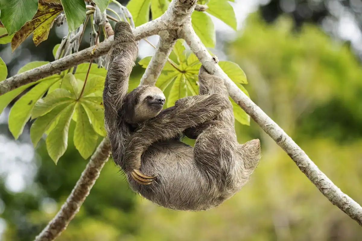 Pale-throated sloth in a rainforest tree showing its yellowish throat and spotted gray back