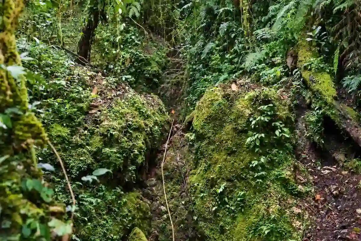 Moss-covered rocks, ferns, and dense green vegetation in a rainforest ravine in Papua New Guinea