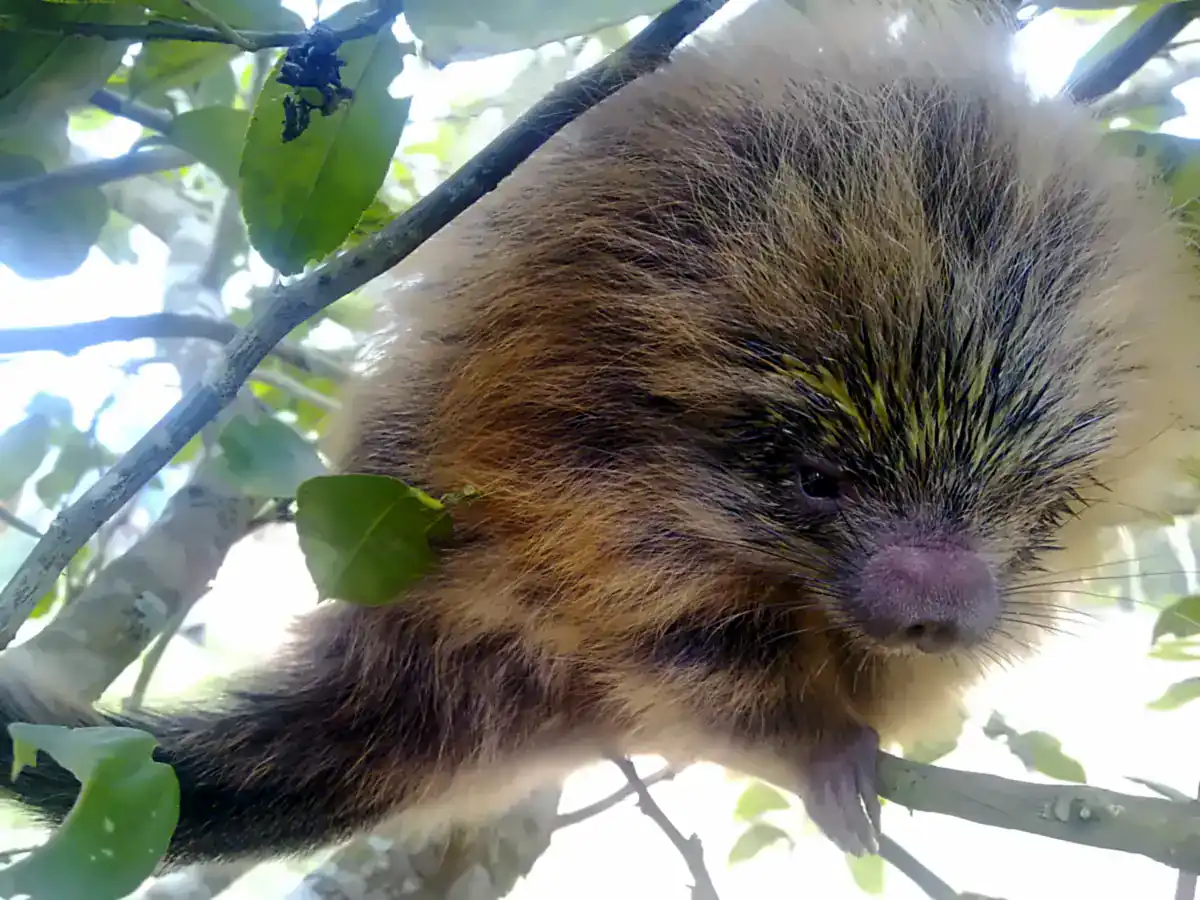 Paraguayan Hairy Dwarf Porcupine in a tree, showing shaggy brown fur over yellow-tipped quills and a pink nose