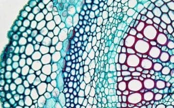 Parenchyma Cells