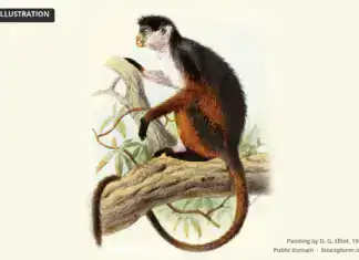 Pennant’s Red Colobus