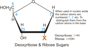Pentose Ribose Structure Building Blocks of Nucleic Acids | Structures & Functions