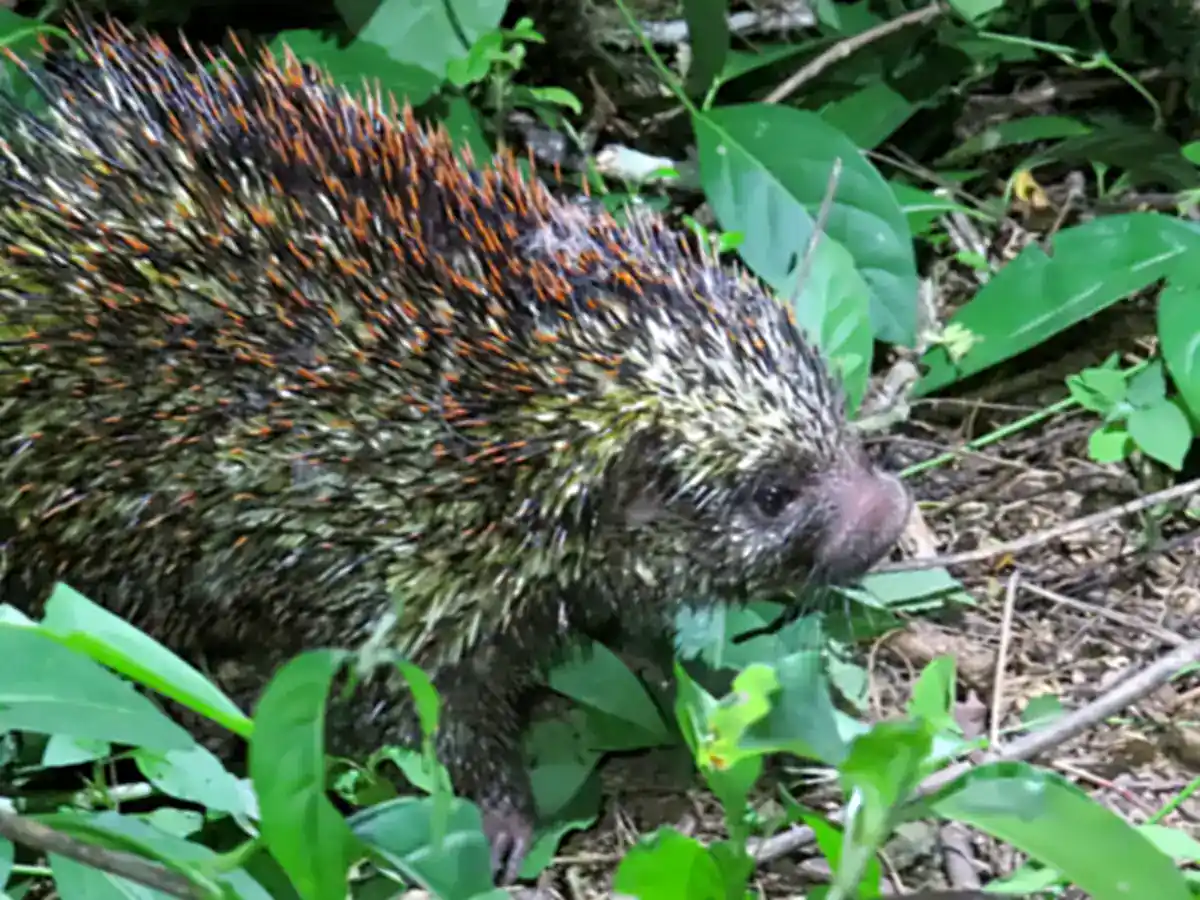 Pernambuco Dwarf Porcupine walking through forest undergrowth in Pernambuco, Brazil, showing its speckled spiny coat