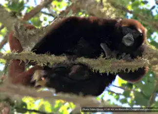Peruvian Yellow-tailed Woolly Monkey