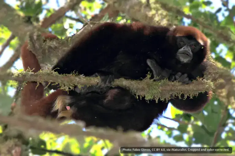 Peruvian Yellow-tailed Woolly Monkey