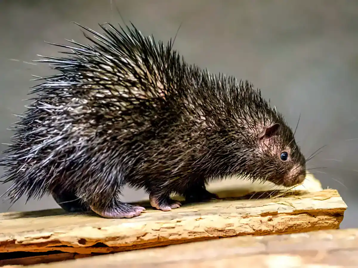 Philippine Porcupine walking on a log at Prague Zoo, showing its dark body and white-banded quills