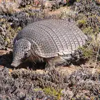 Pichi, a small hairy armadillo, walking through low scrub in Argentina