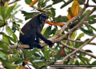 Pig-tailed Langur
