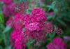 Alyssum