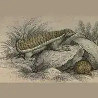 1833 hand-colored plate of the pink fairy armadillo from The Naturalist's Library