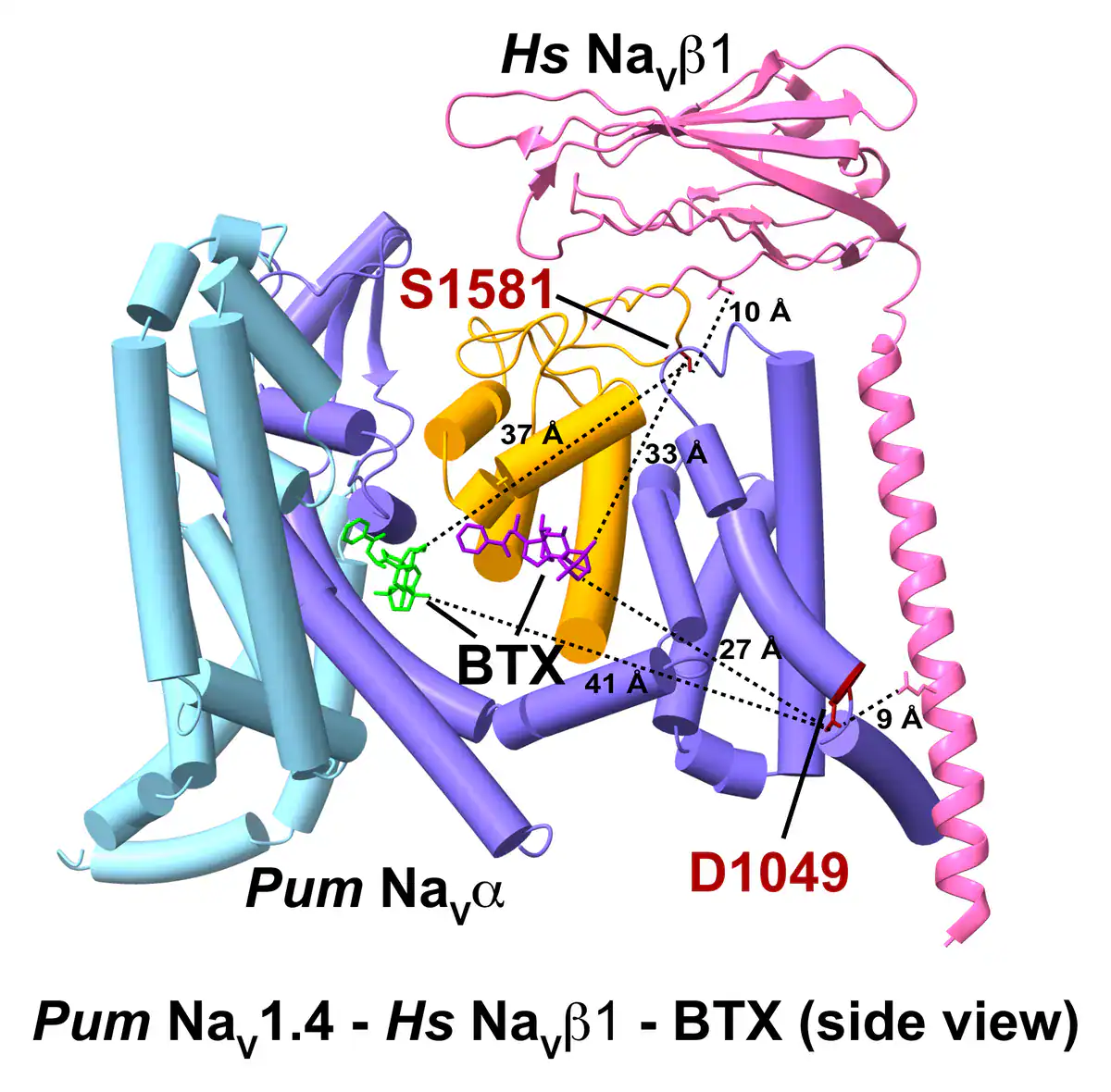 Computer model of the pitohui muscle sodium channel showing the two tested residues, D1049 and S1581, far from the two batrachotoxin binding sites, with dotted lines marking distances of 27 to 41 angstroms