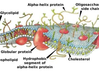 Plasma Membrane Functions, Composition, & Structures