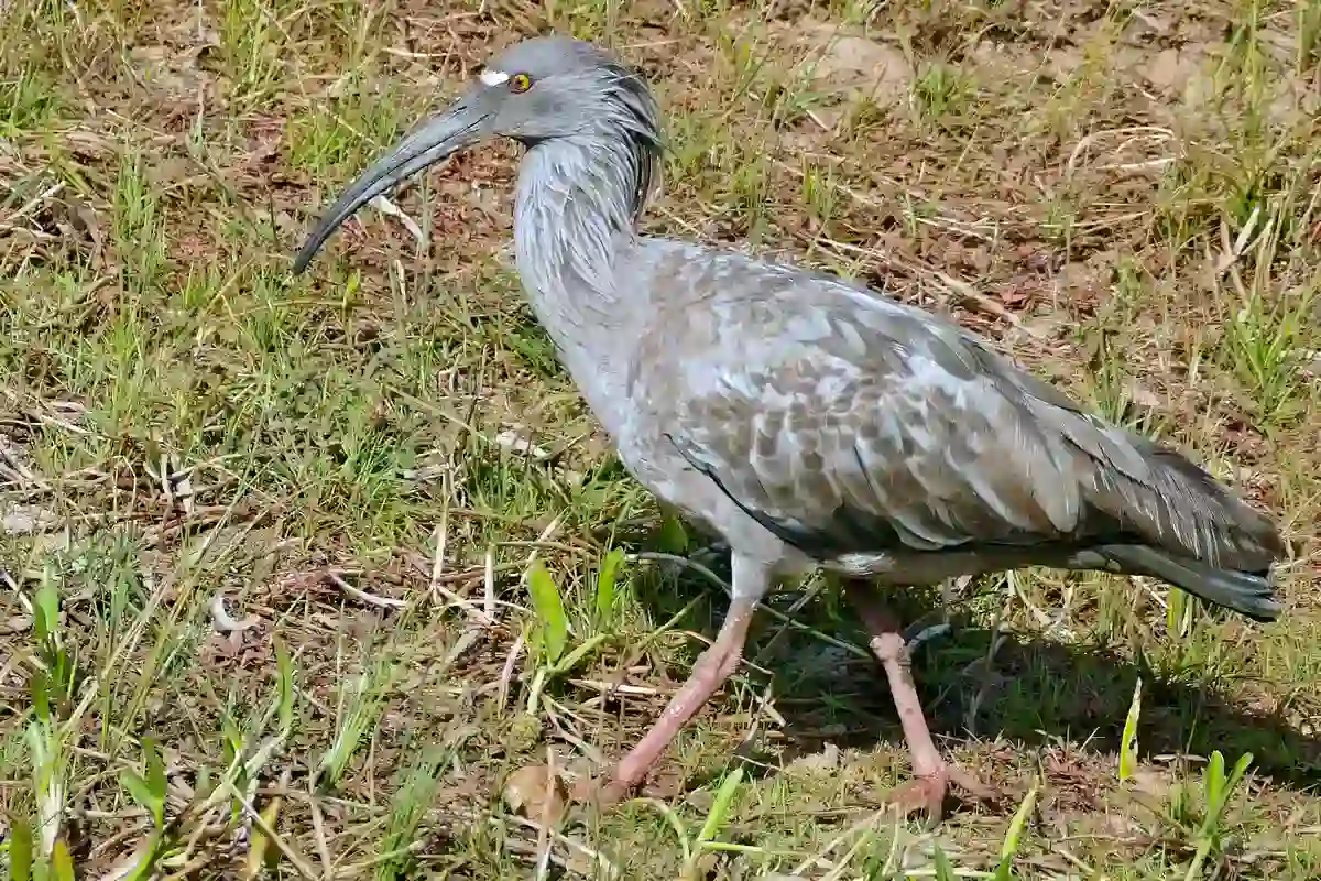 Plumbeous Ibis standing in wet grassland showing pale gray plumage and white forehead