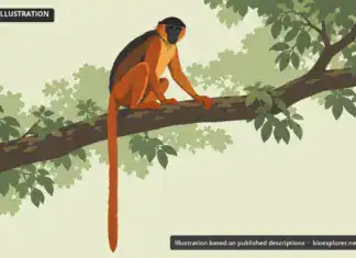 Preuss’s Red Colobus