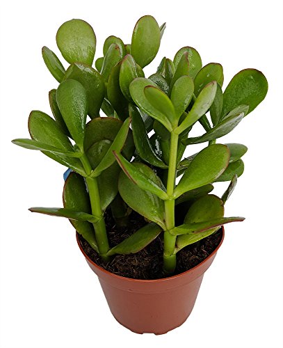 Sunset Jade Plant - Crassula - Easy to Grow House Plant - 4
