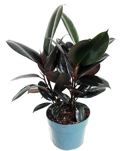 Burgundy Rubber Tree Plant - Ficus - an Old Favorite - 6
