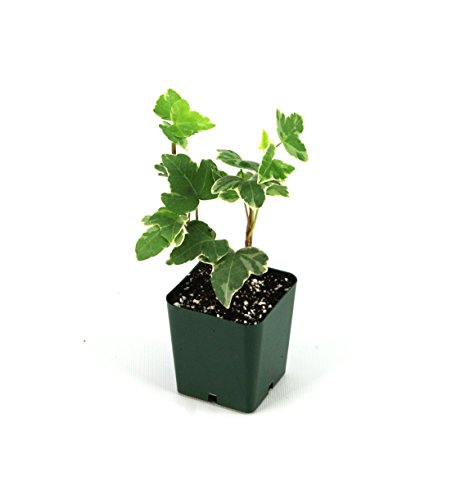 Hedera Helix