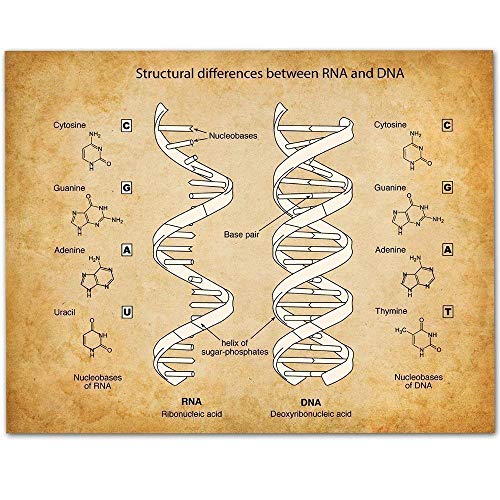 RNA & DNA - 11x14 Unframed Art Print - Makes a Great Science Room Decor and Gift for Biologists and Biology Students