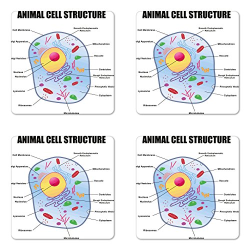 Ambesonne Science Coaster Set of 4, Microbiology Theme Animal Cell Structure Genetic Research Study Science, Square Hardboard Gloss Coasters, Standard Size, Multicolor