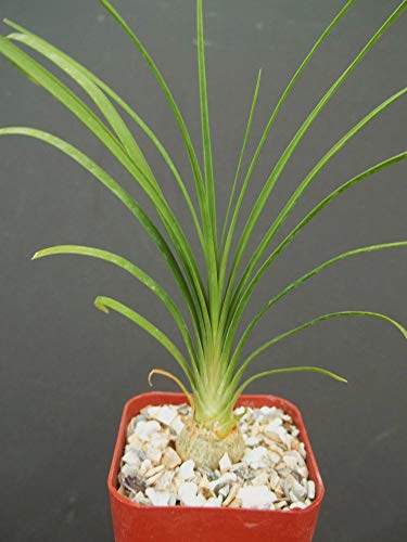2 Plant Beaucarnea Recurvata Elephant Foot Ponytail Palm pachycaul Base 2 Pot