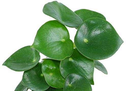 Raindrop Chinese Money Plant - Peperomia polybotrya - 3.75